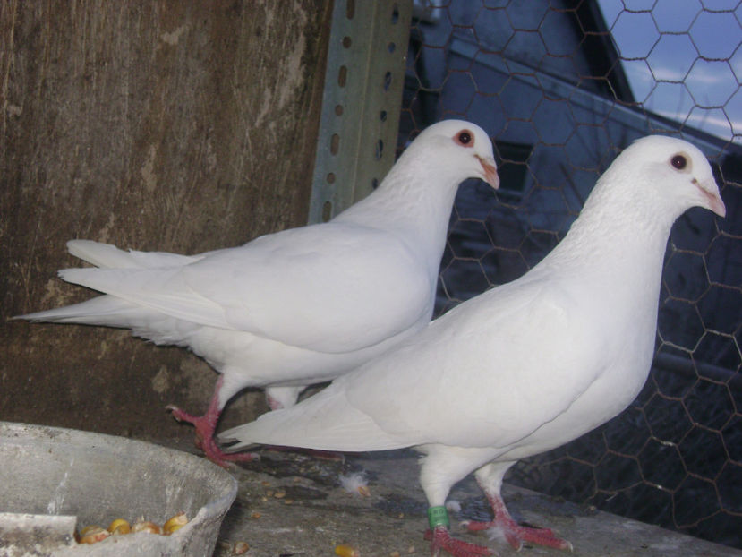  - MATCA POSTASI VOIAJORI  2017