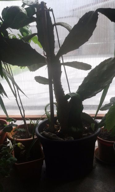 limba soacrei cu pui - plante- 2017