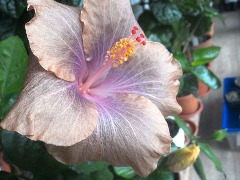 WIN_20170428_105651 - 02Hibiscus