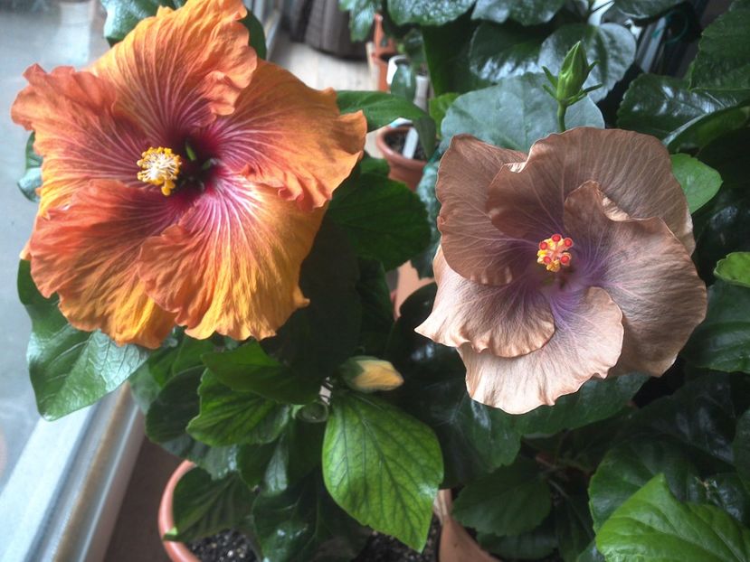 WIN_20170428_102237 - 02Hibiscus