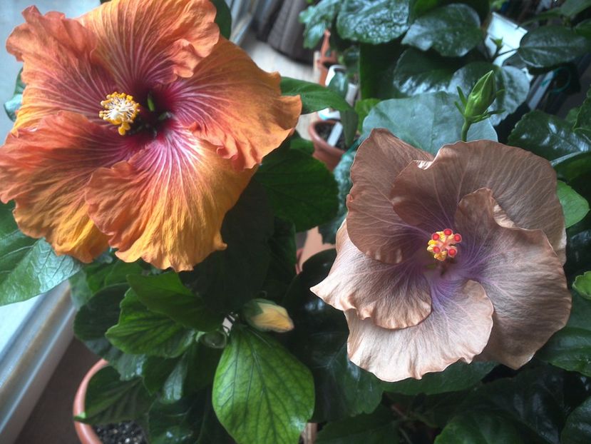 WIN_20170428_102250 - 02Hibiscus