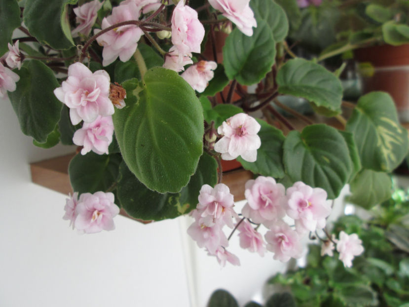  - Rob-s Vanilla Trail