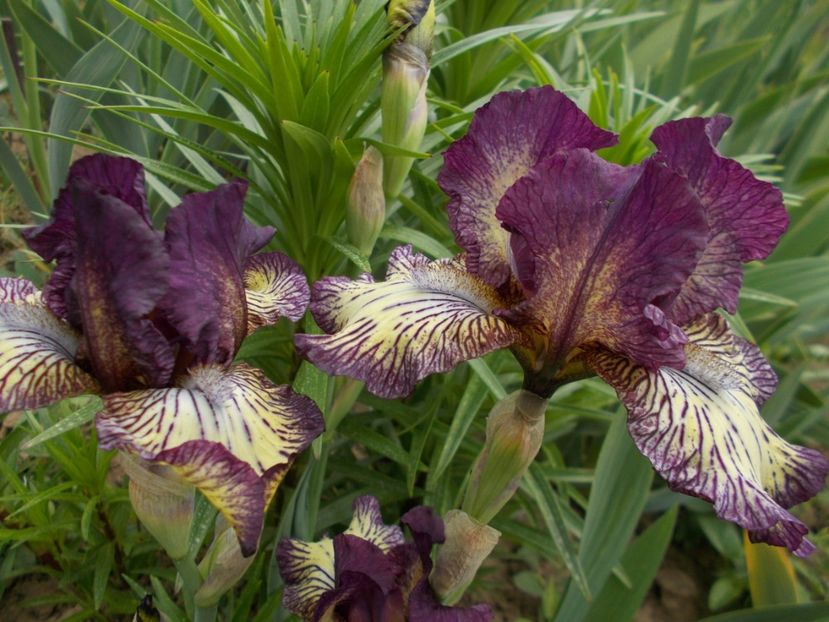  - Irisi-2017 Barbata Elatior si Intermedia