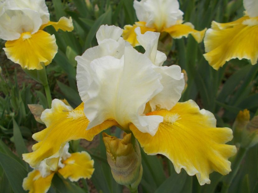  - Irisi-2017 Barbata Elatior si Intermedia