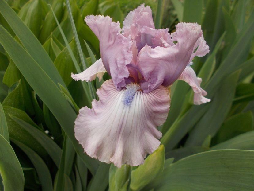  - Irisi-2017 Barbata Elatior si Intermedia