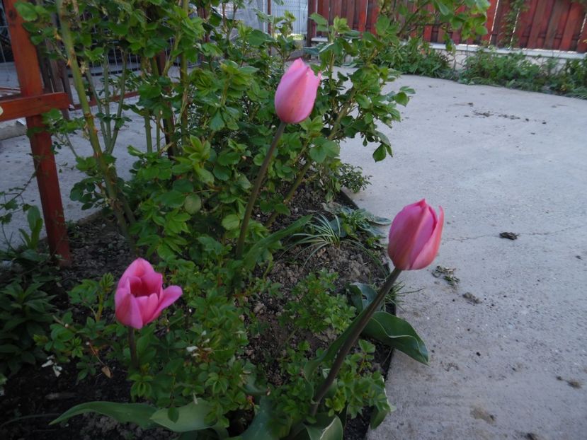  - 000 Aprilie in gradina