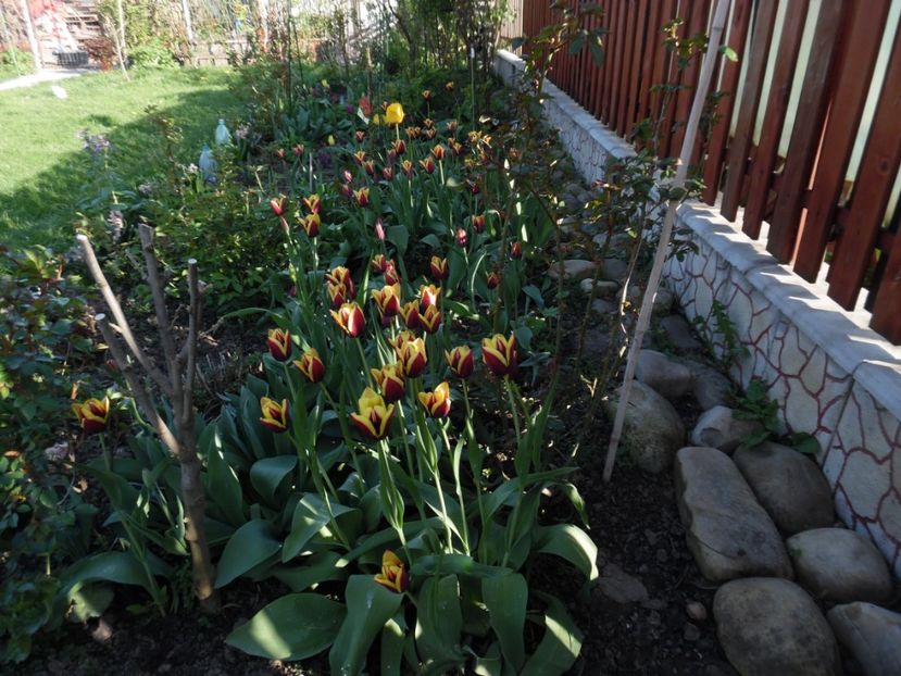  - 000 Aprilie in gradina