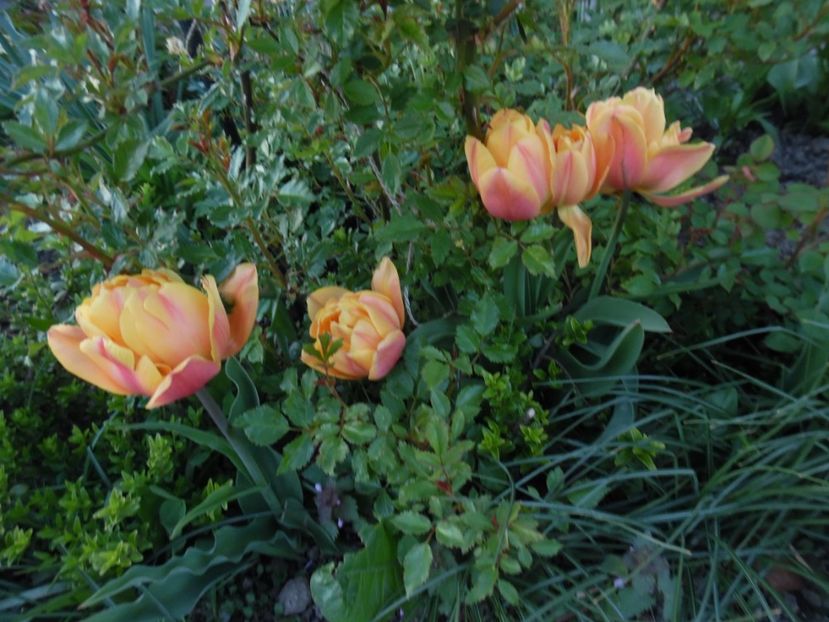  - 000 Aprilie in gradina