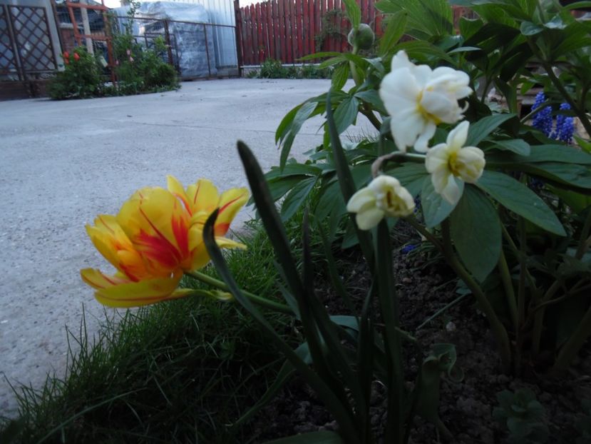  - 000 Aprilie in gradina