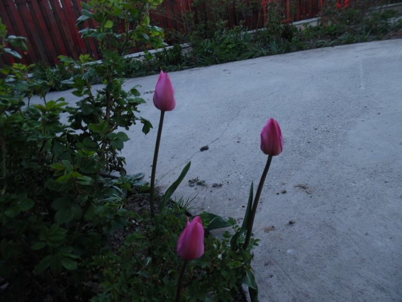  - 000 Aprilie in gradina