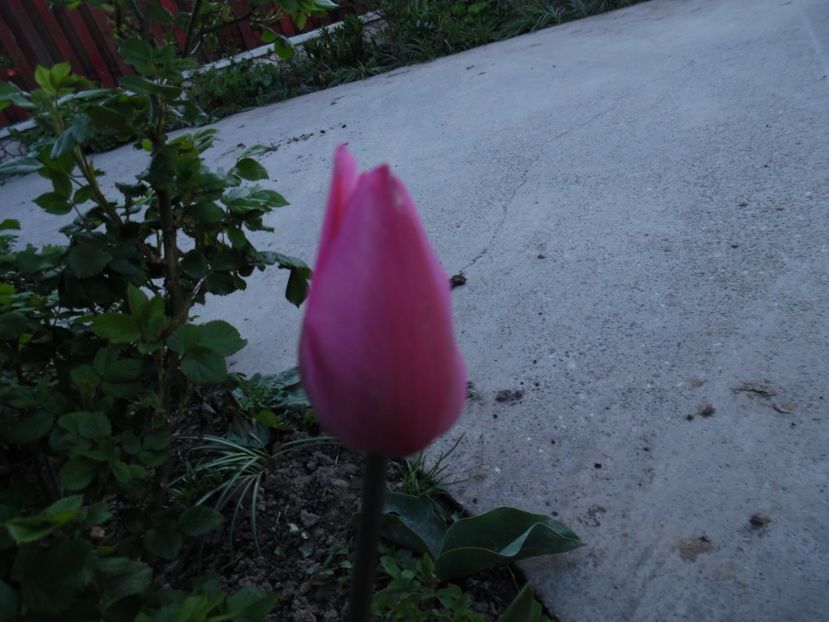  - 000 Aprilie in gradina