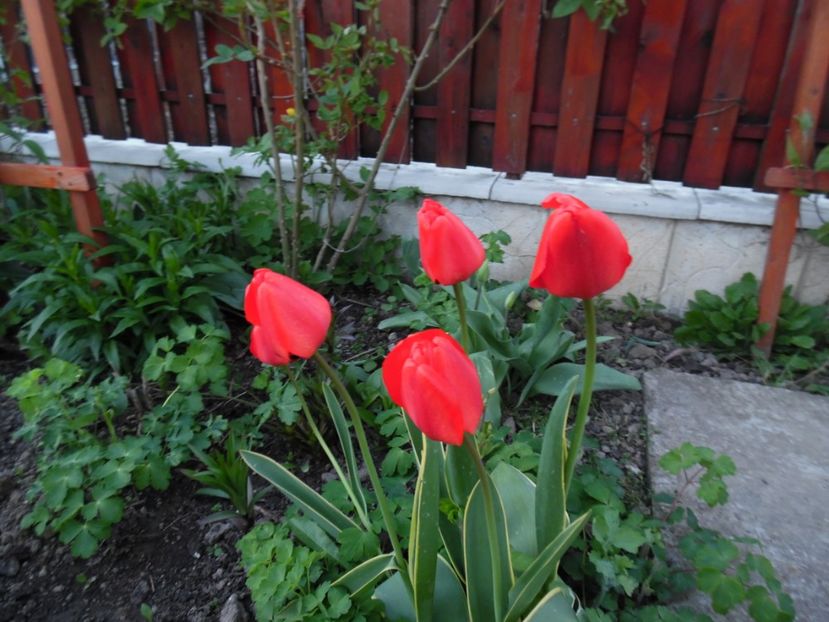  - 000 Aprilie in gradina