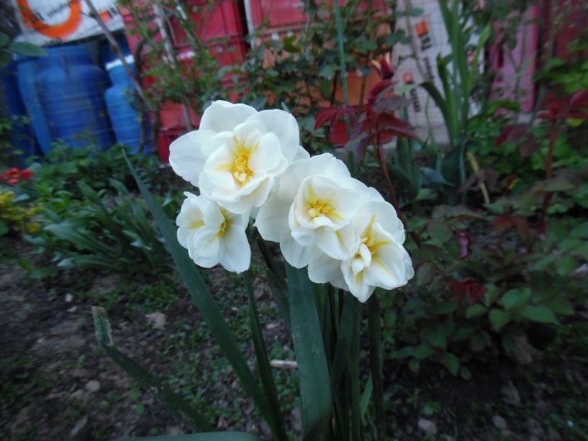  - 000 Aprilie in gradina
