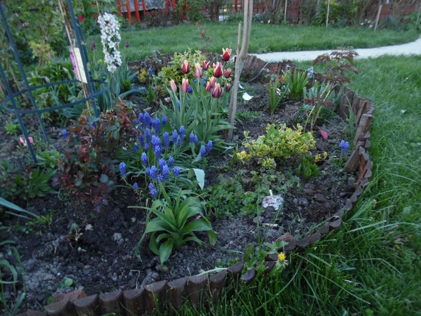  - 000 Aprilie in gradina