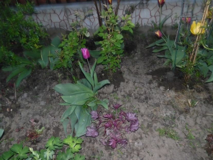  - 000 Aprilie in gradina