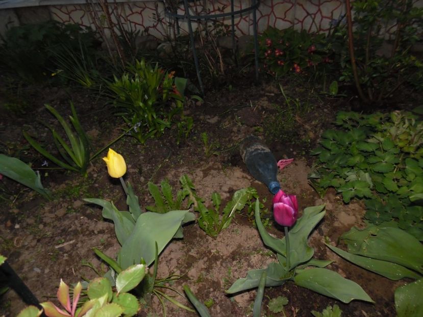  - 000 Aprilie in gradina