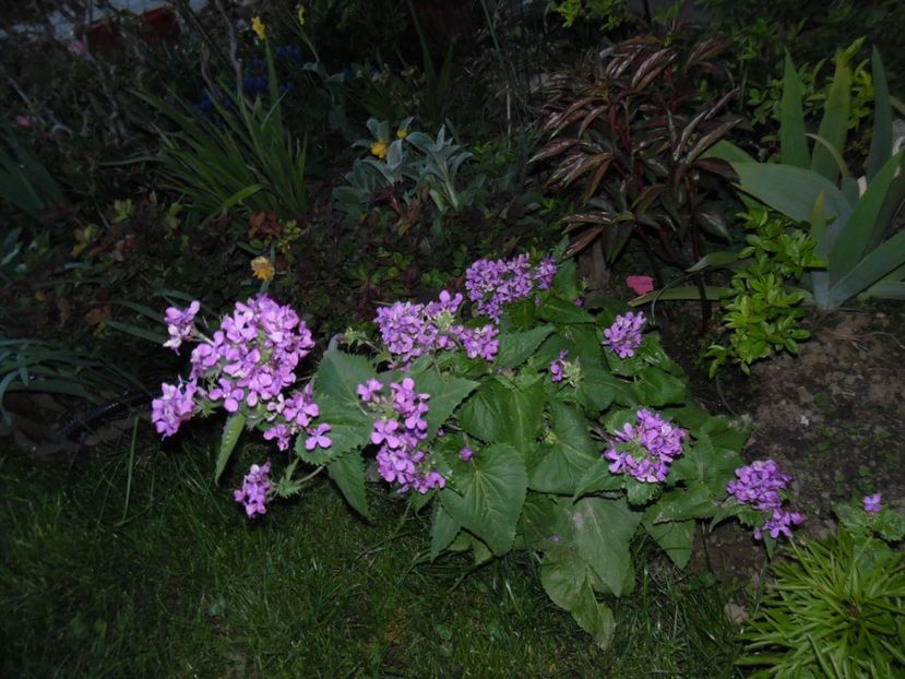  - 000 Aprilie in gradina
