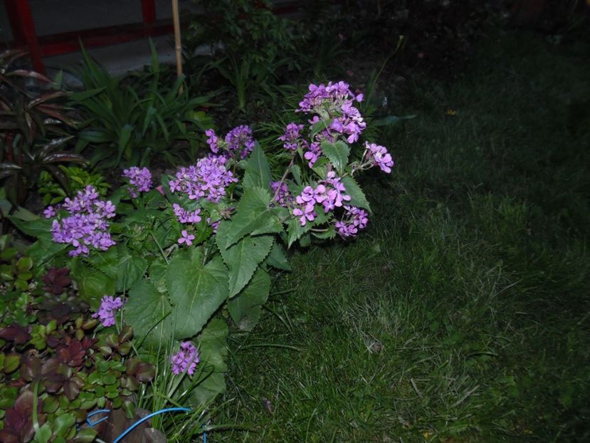  - 000 Aprilie in gradina
