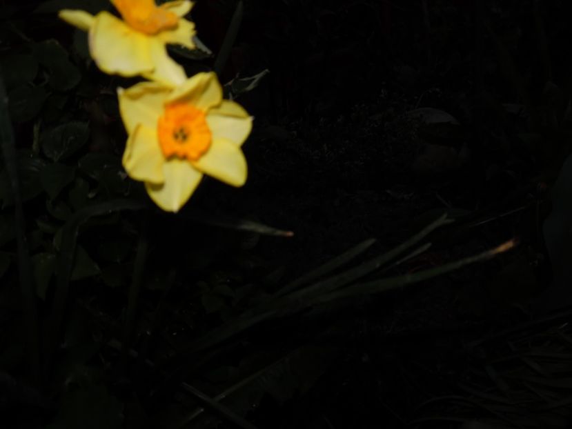  - 000 Aprilie in gradina