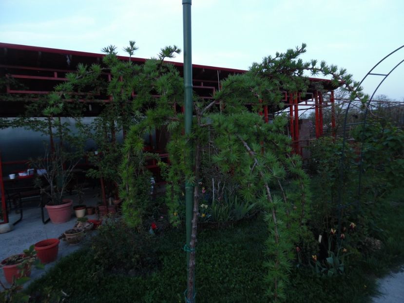  - 000 Aprilie in gradina