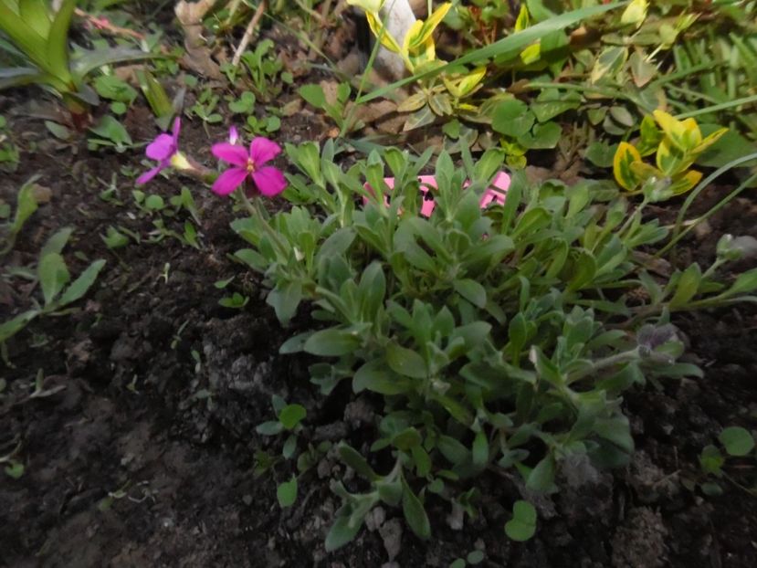  - 000 Aprilie in gradina