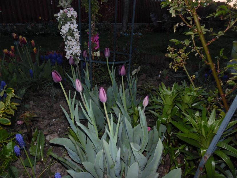  - 000 Aprilie in gradina