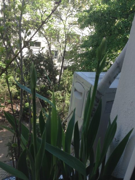 stanjenei - Achizitii FLORI 2017