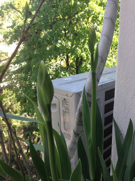 stanjenei - Achizitii FLORI 2017