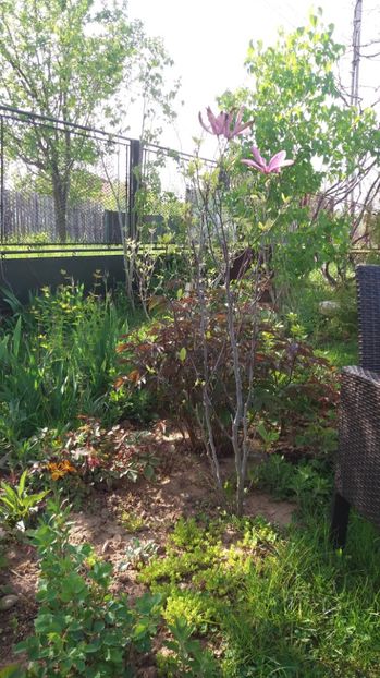 1493388220138-1194639103 - De prin gradina 2017