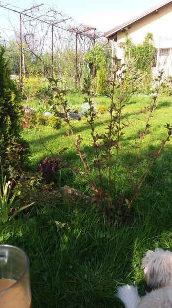 1493388253600-139932866 - De prin gradina 2017