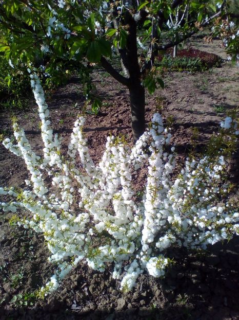  - curtea cu toate cele 2017