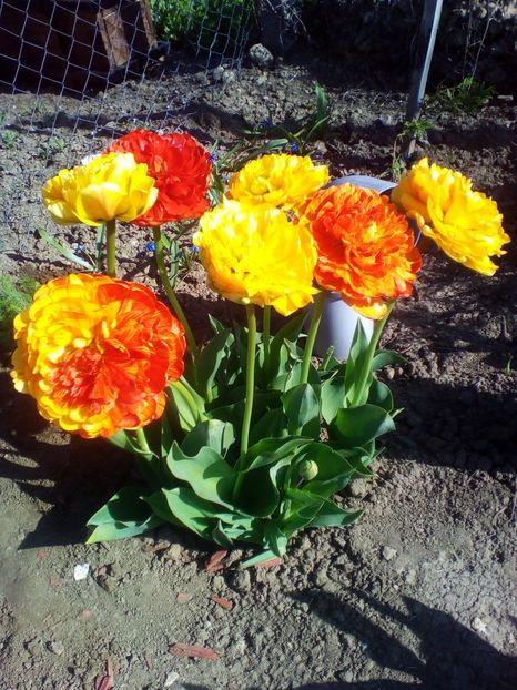  - curtea cu toate cele 2017