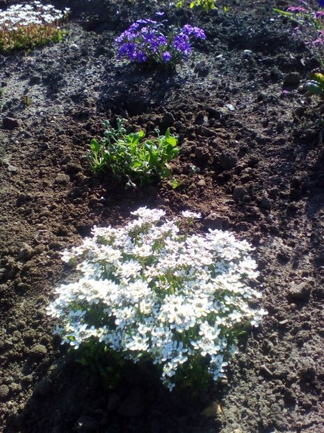  - curtea cu toate cele 2017