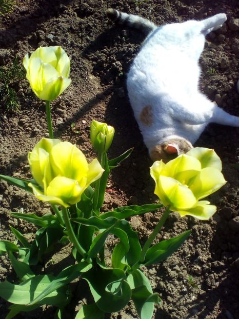  - curtea cu toate cele 2017