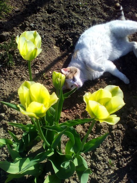  - curtea cu toate cele 2017