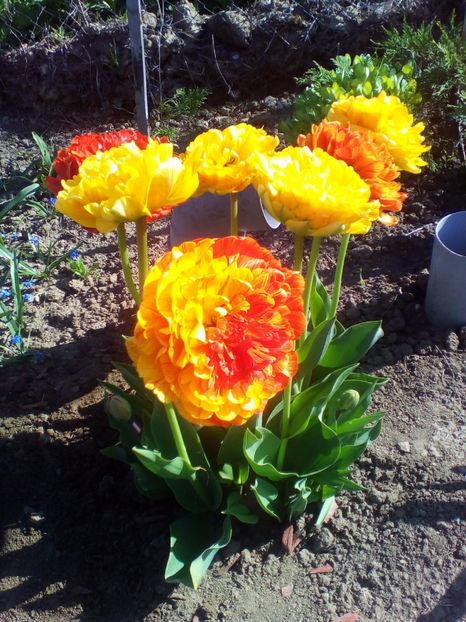  - curtea cu toate cele 2017