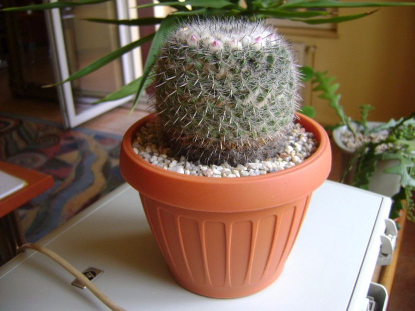 Mammillaria formosa ssp. chionocephala, boboci - Cactusi 2017