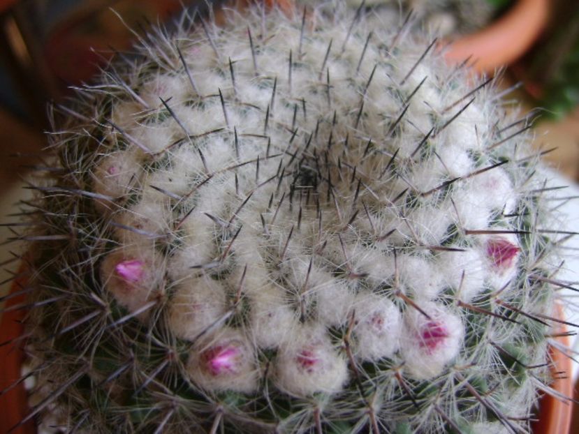 Mammillaria formosa ssp. chionocephala - Cactusi 2017