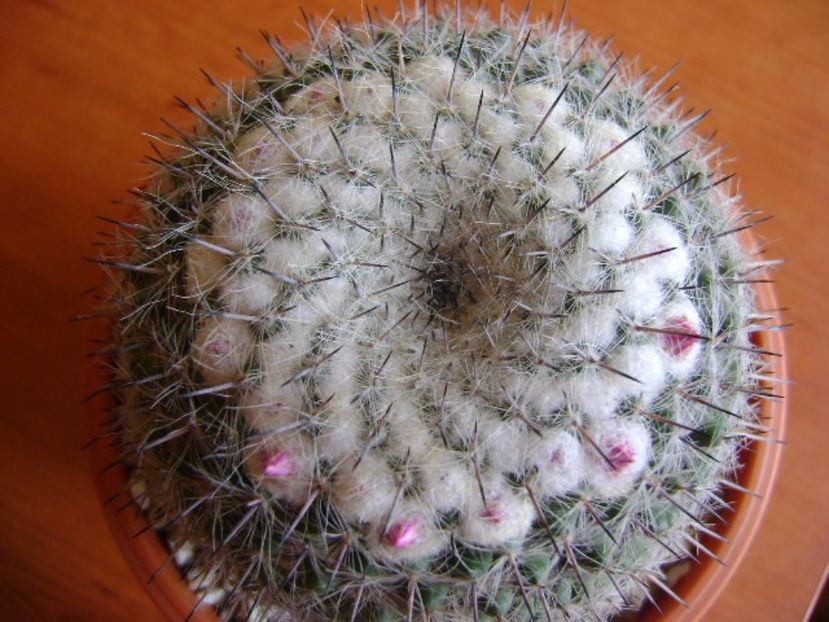Mammillaria formosa ssp. chionocephala - Cactusi 2017