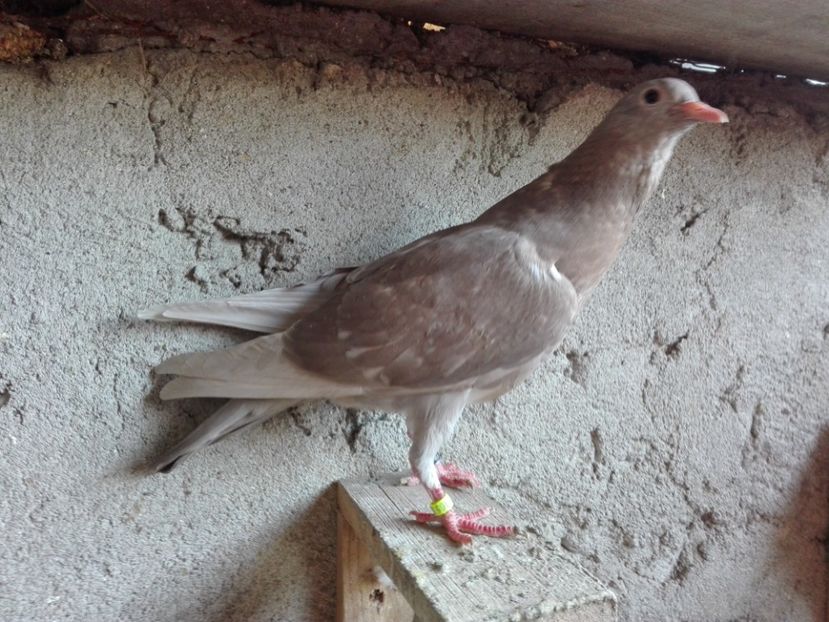 7_1 femela - 2017_Pui