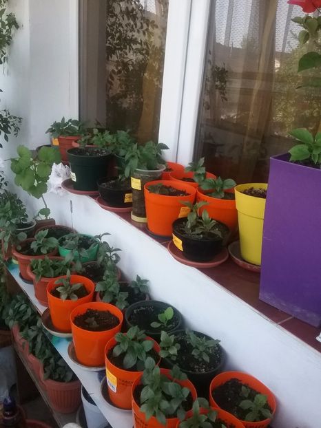  - Achimenes 2017-2018