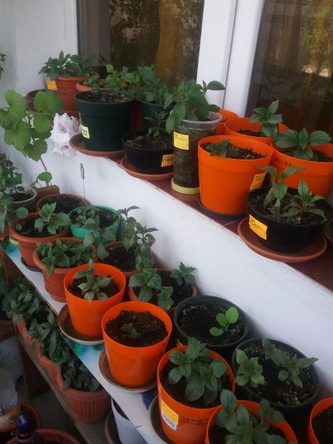  - Achimenes 2017-2018