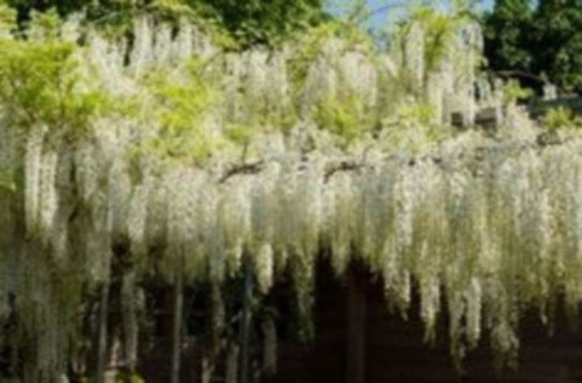 glicina alba 3lei samanta - seminte diverse 2018