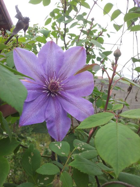  - Primavara - Vara 2017