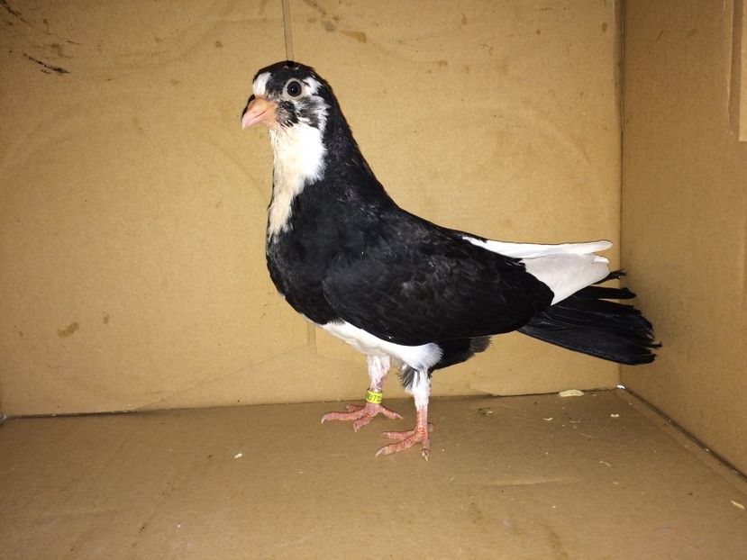 8918 - Plecați ALBUM 1