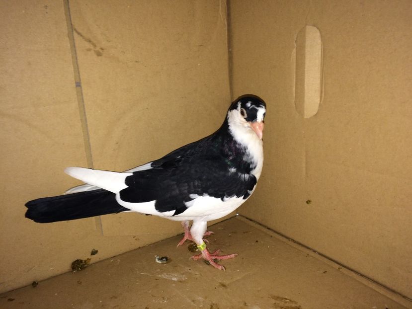 8928 - Plecați ALBUM 1