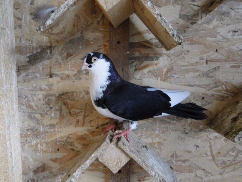 M 2016 - porumbei care mi-au apartinut