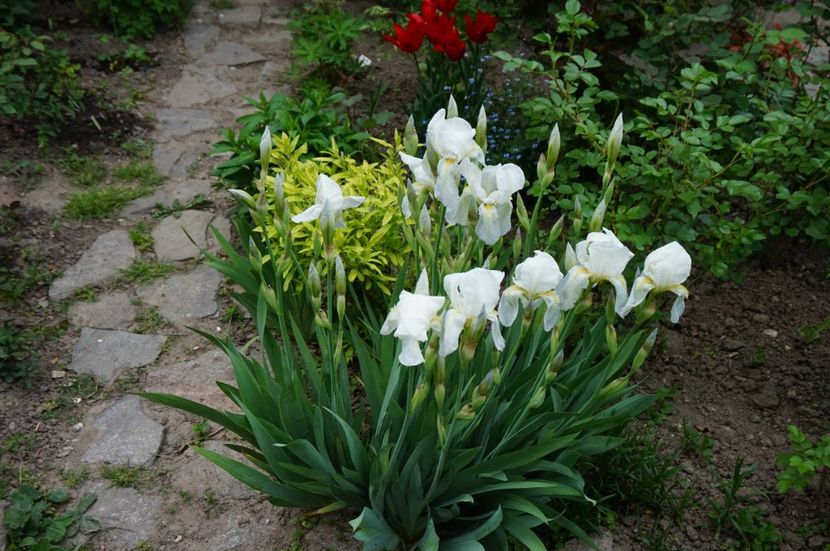 Germanica alba - Irisi 2017