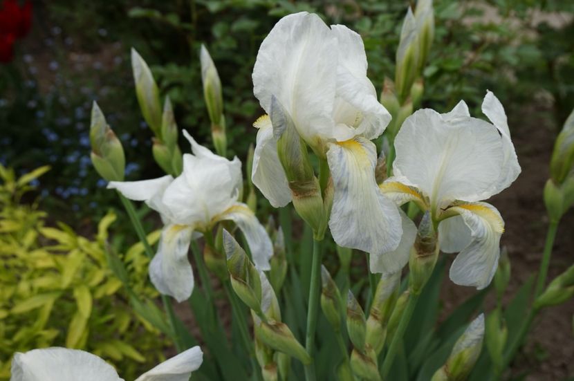 parfumat - Irisi 2017