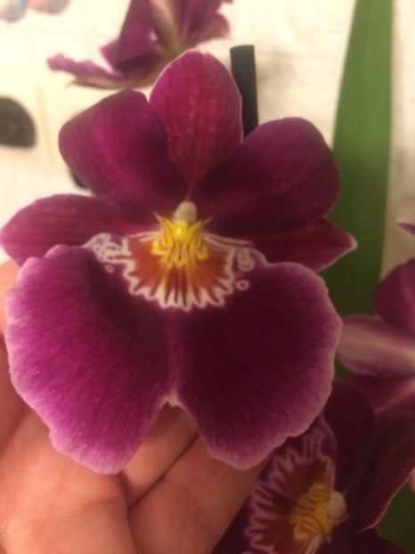 28.04.2017 - 9-Orchideele mele